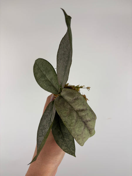 Hoya mitrata silver sp kapuas hulu 9
