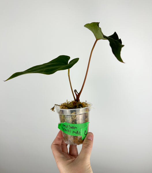 Anthurium papillilaminum Red stem x portillae indo C