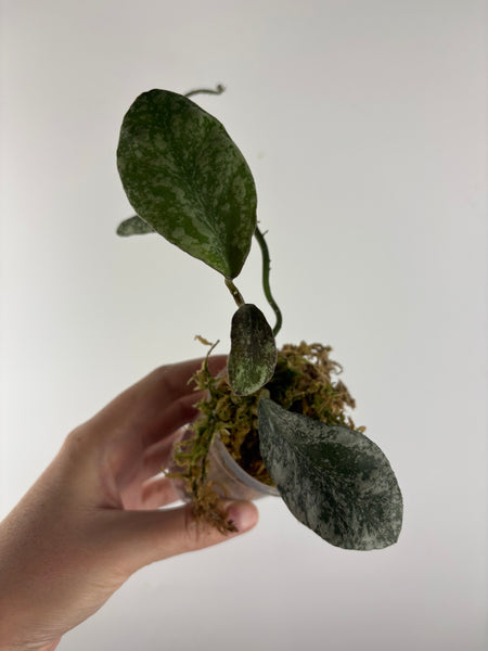 hoya waymaniae cloudy sky as is