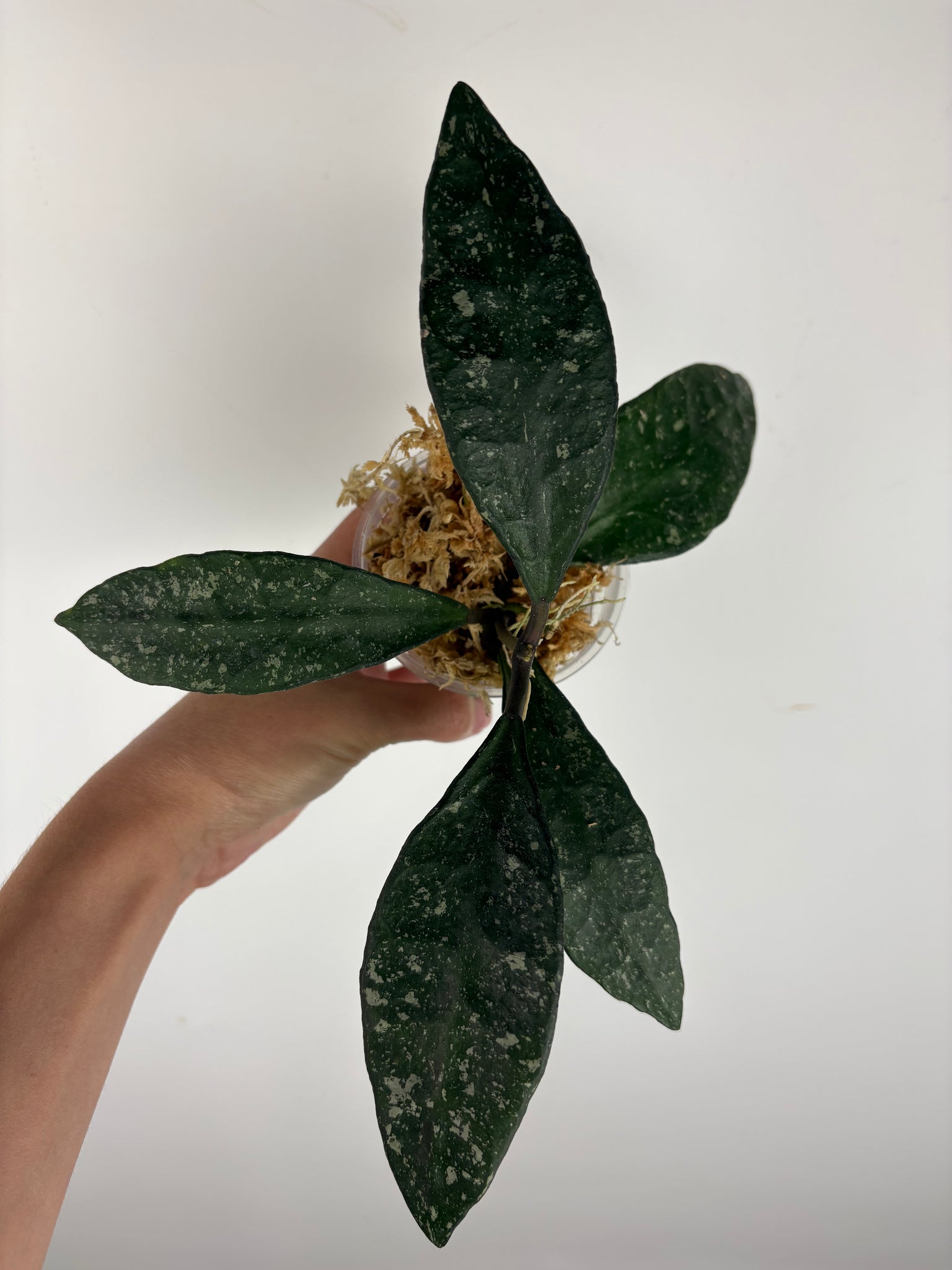 Hoya rundumensis splash 6