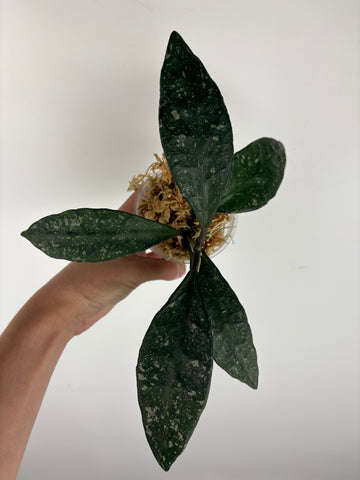 Hoya rundumensis splash 6