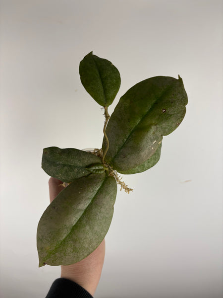 Hoya Mitrata Silver C