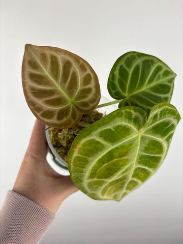 Anthurium red tiger 8