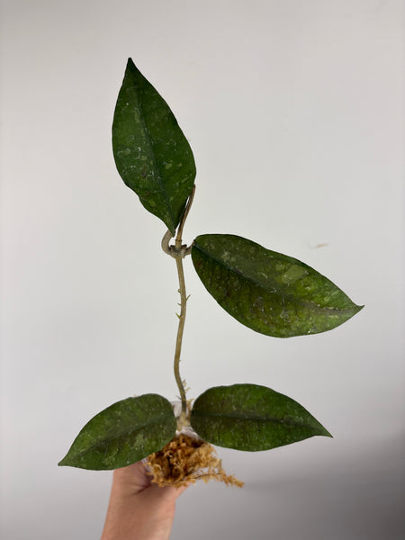 hoya Sp aceh new A