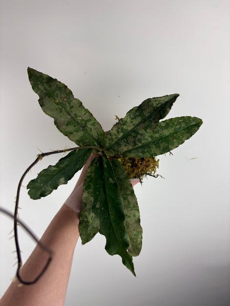 Hoya Undulata silver D