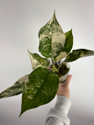 Aglaonema siam jade variegated A