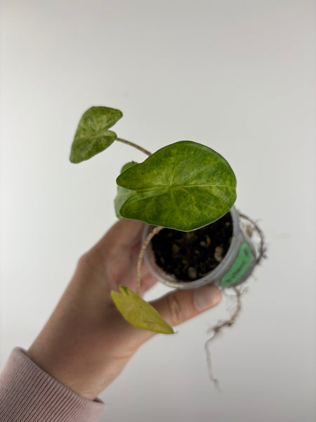 alocasia puber aurea variegated