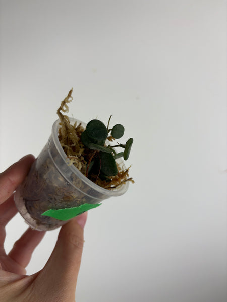 Hoya Serpens A2