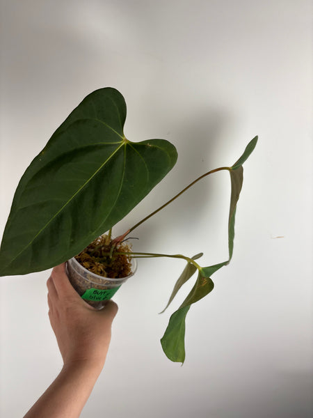 Anthurium bvit x blue papillilaminum A2