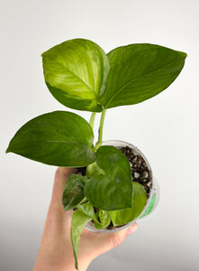 Pothos 'Epipremnum aureum' Lemon Top 4 inch