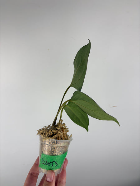 Anthurium king of spades x Fort Sherman A