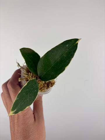 Hoya sp panglai west java albo 5