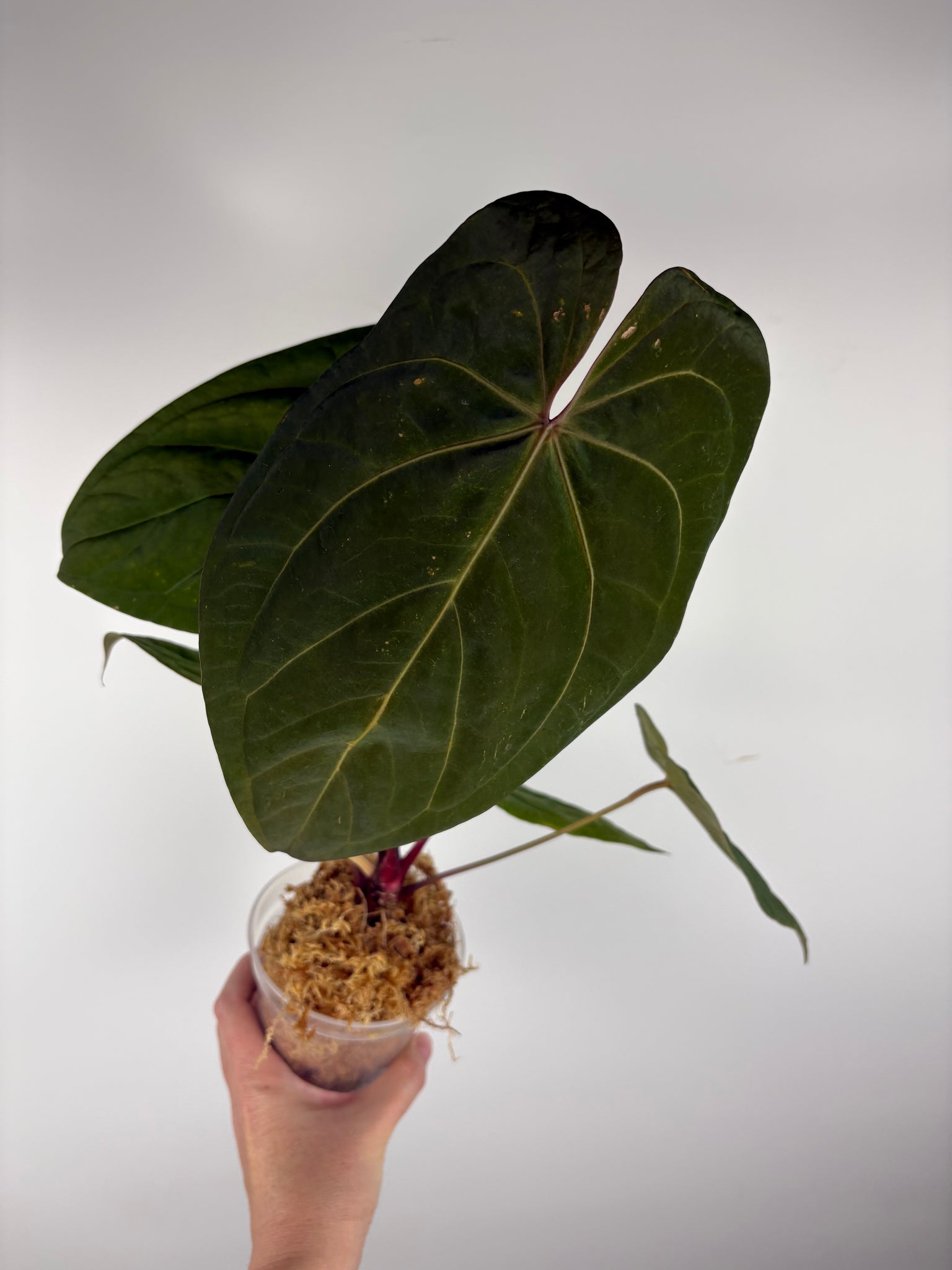 Anthurium magnificum x red dark phoenix