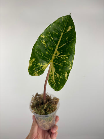 Alocasia new guinea gold 2