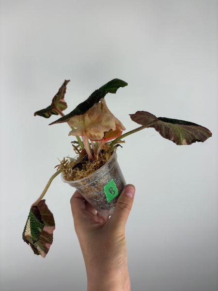 Begonia solimutata Variegated B