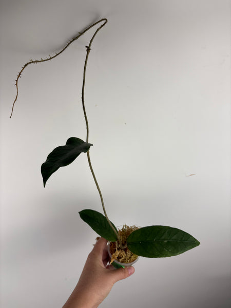 Hoya sp aceh shogun B