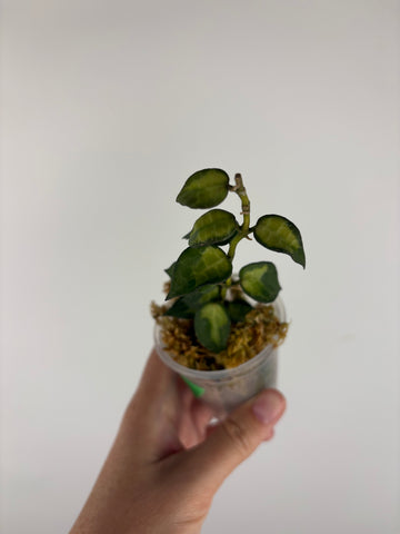 Hoya lacunosa golden flame 4