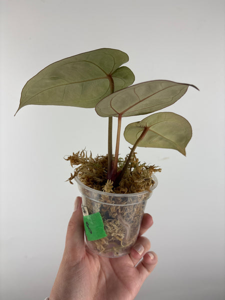 Anthurium kos x red crystal 8