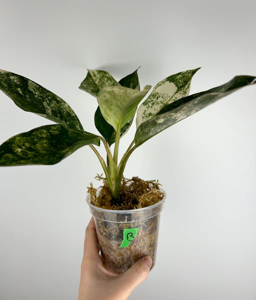 Aglaonema siam jade variegated B