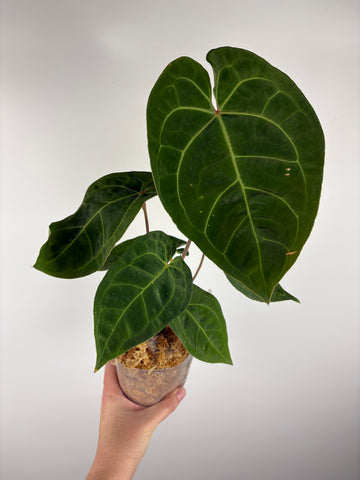 Anthurium magnificum x luxurians