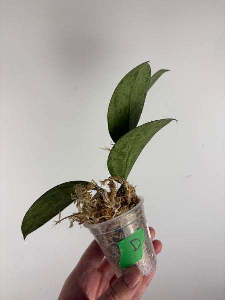 hoya menak sopal silver D