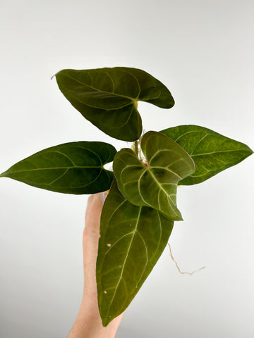 Anthurium portillae indo x  crystallinum dark form A