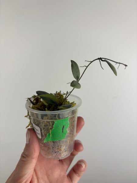 Hoya sp. Kalimantan ('Mini Coin' silver) 1