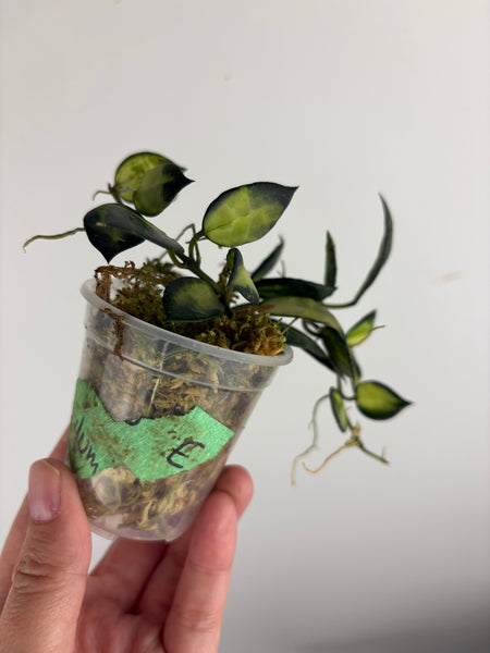 hoya lacunosa illumi E