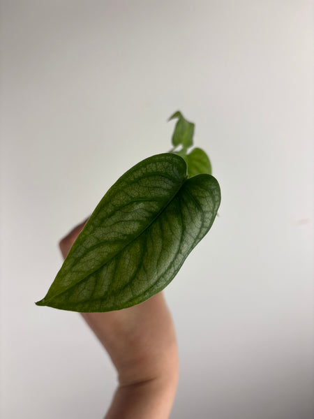 monstera siltepecana el salvador B2
