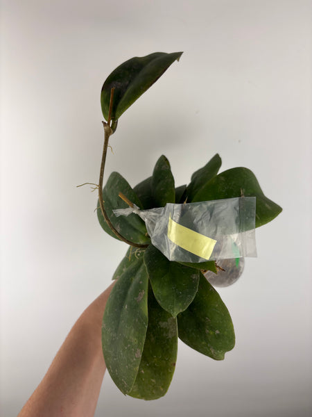 Hoya Mitrata purple B