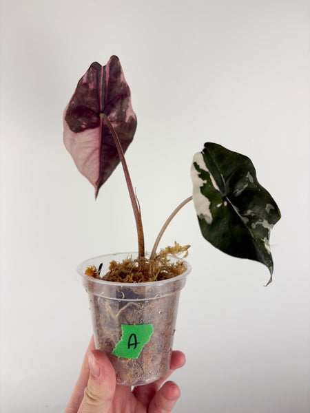 Alocasia chantrieri pink variegated A