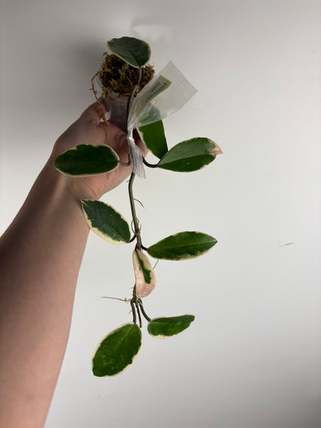 Hoya flamingo dream B