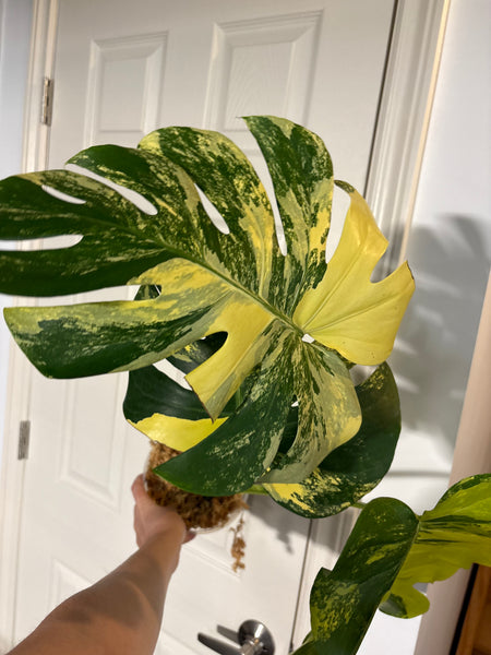 Monstera Pompom - large plant