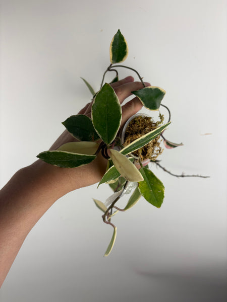 Hoya flamingo dream E