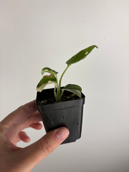 Monstera adansonii variegated