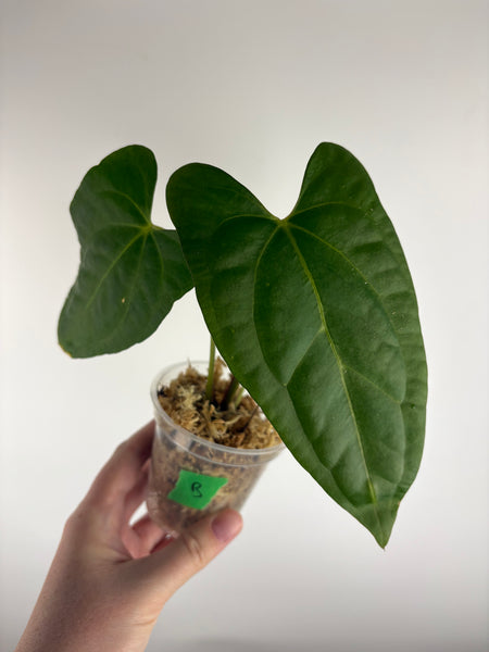 Anthurium xone x byson B