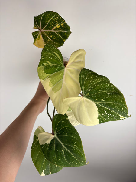Philodendron gloriosum tricolour B (Thailand) unacclimated