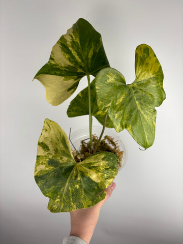 Anthuriums pterodactyl variegated B