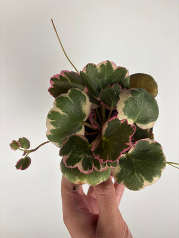 Strawberry Begonia Tricolour 4 inch