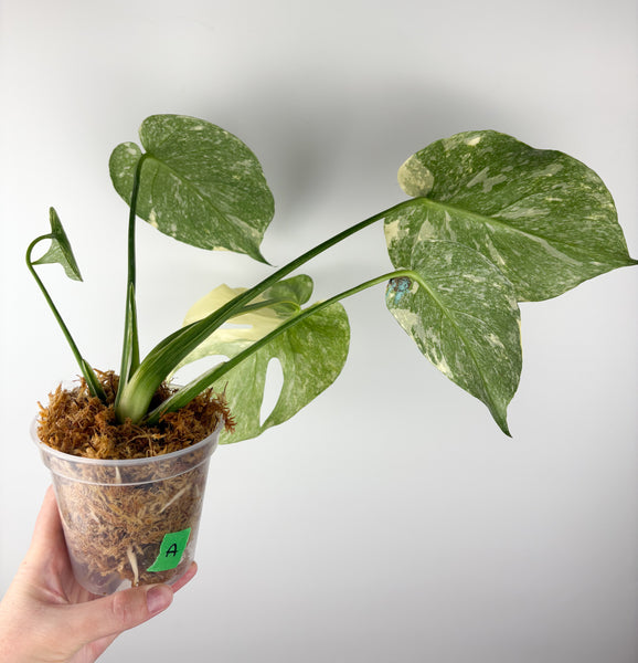 Monstera deliciosa green snow A