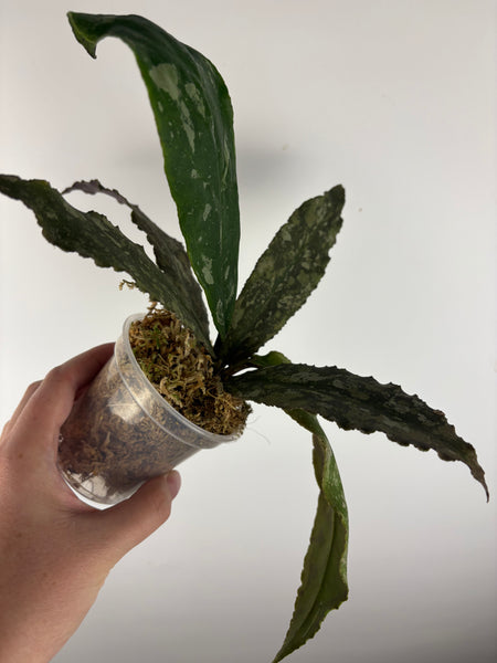 Hoya Undulata purple silver