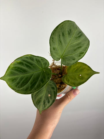Anthurium Silver Chrome 5