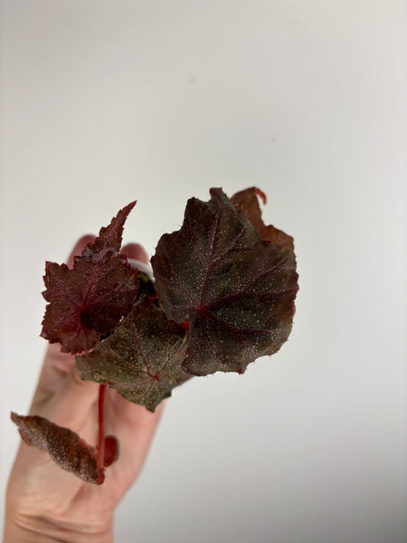 Begonia Robin C