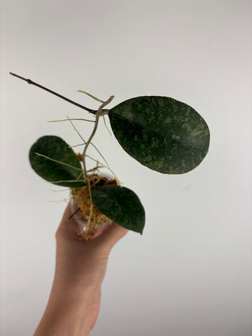 Hoya sp kalbar round leaf 1