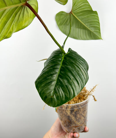 Philodendron sodiroi