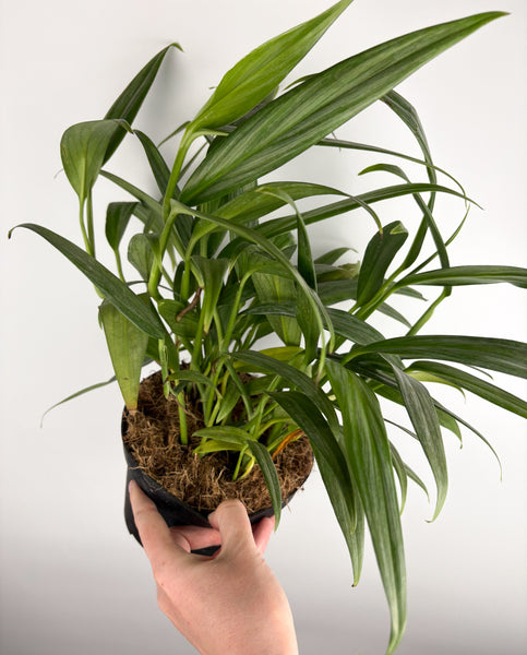 Epipremnum Amplissimum silver streak 6 inch