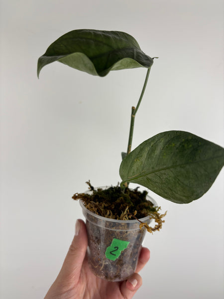 hoya coriacea silver 2