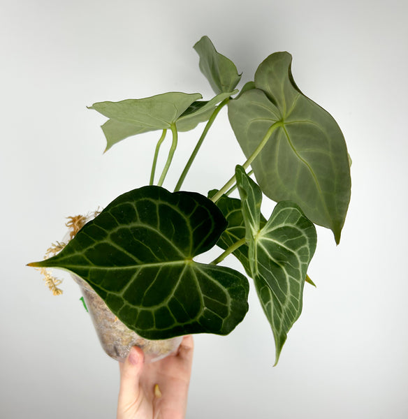 Anthurium King clarinervium hybrid C