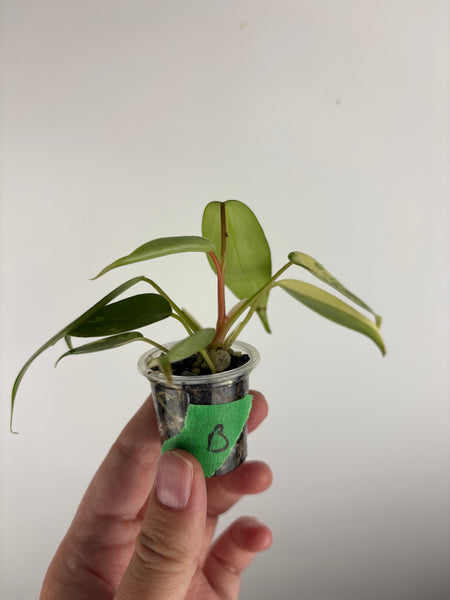 philodendron kitina variegated B