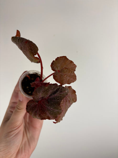 Begonia Robin A
